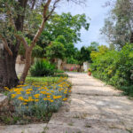 Home oplus 256